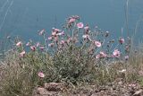 Convolvulus cantabrica