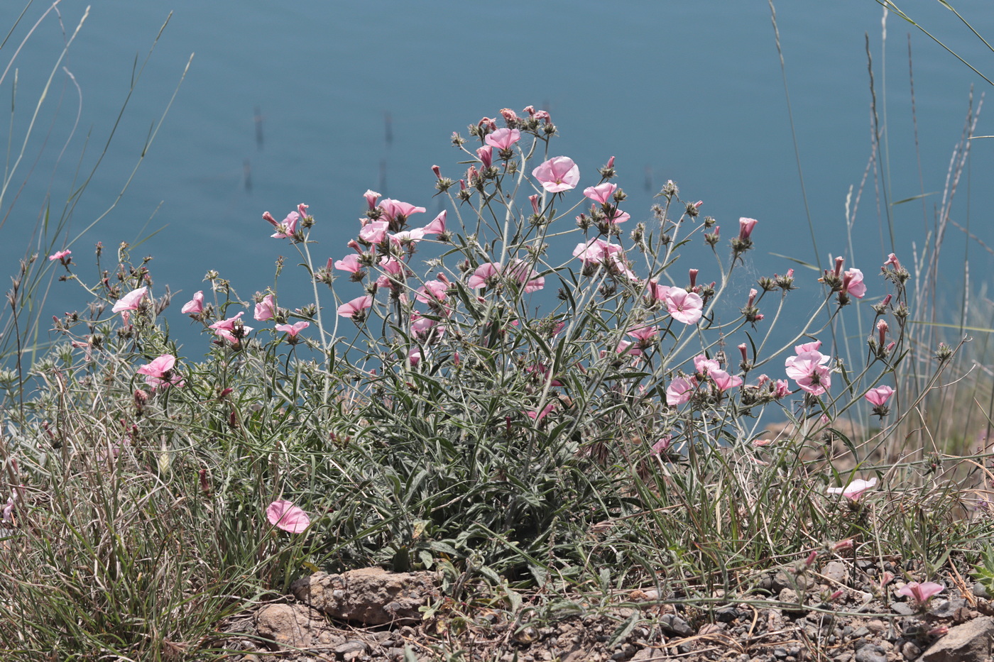 Image of Convolvulus cantabrica specimen.