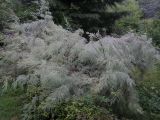 genus Tamarix