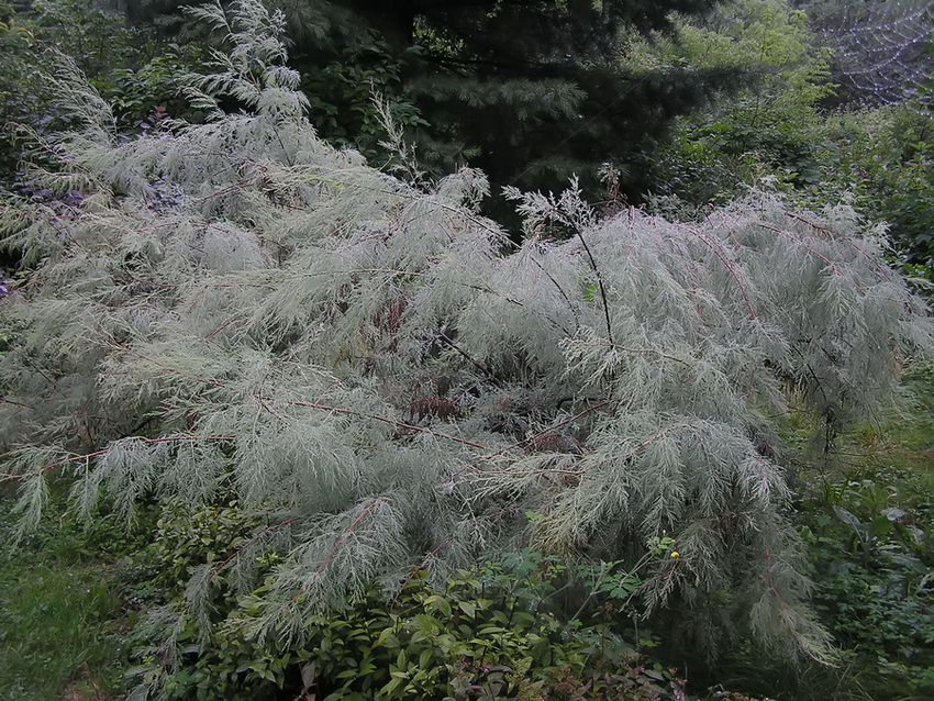 Image of genus Tamarix specimen.