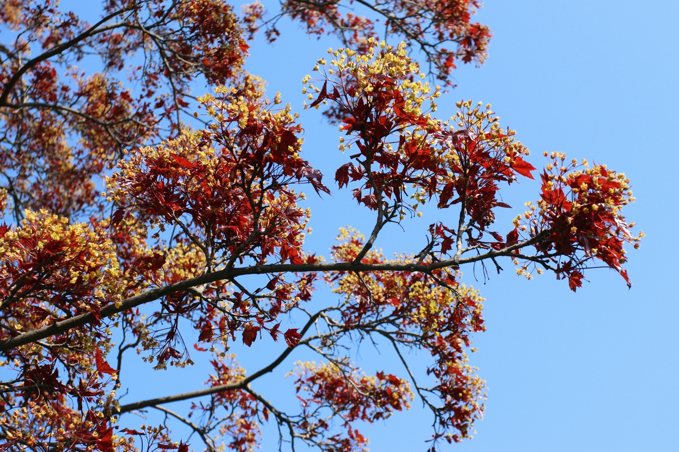Image of Acer platanoides specimen.