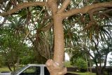 Pandanus odorifer