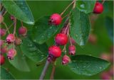 Amelanchier spicata