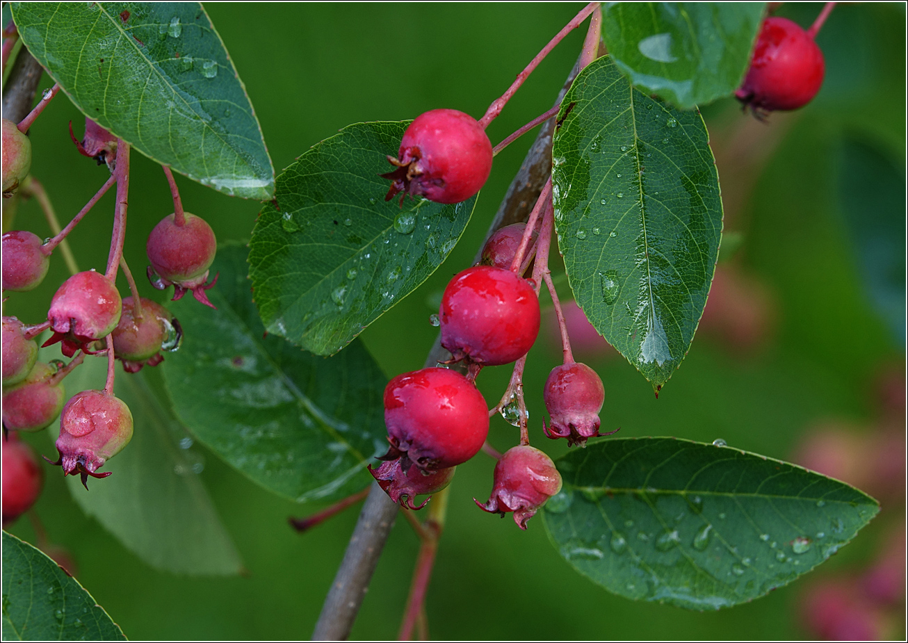 Image of Amelanchier spicata specimen.