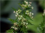 Anthriscus sylvestris