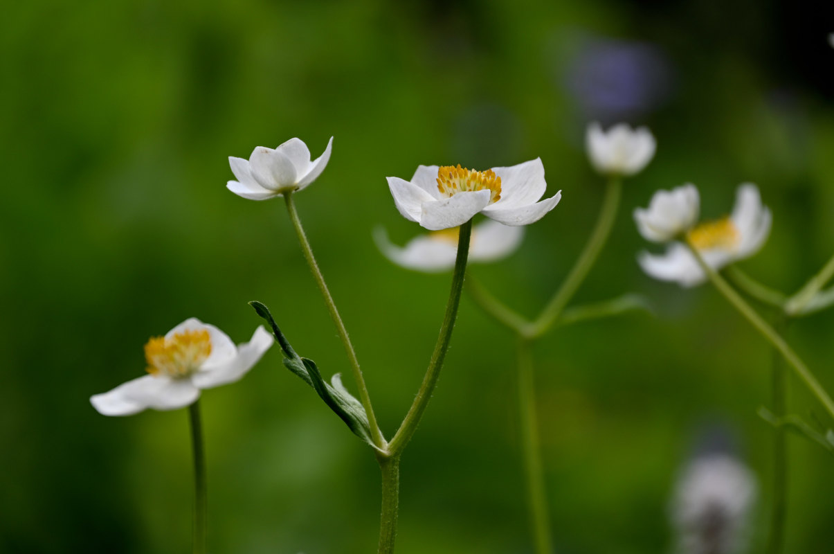 Изображение особи Anemonastrum protractum.