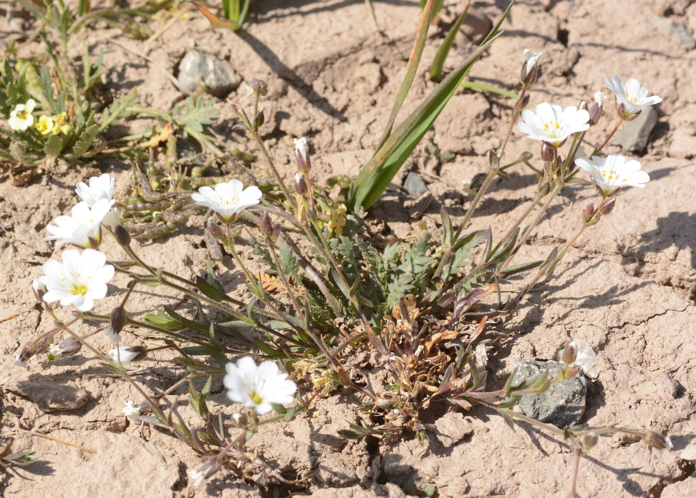 Изображение особи Dichodon cerastoides.