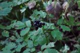 Actaea spicata