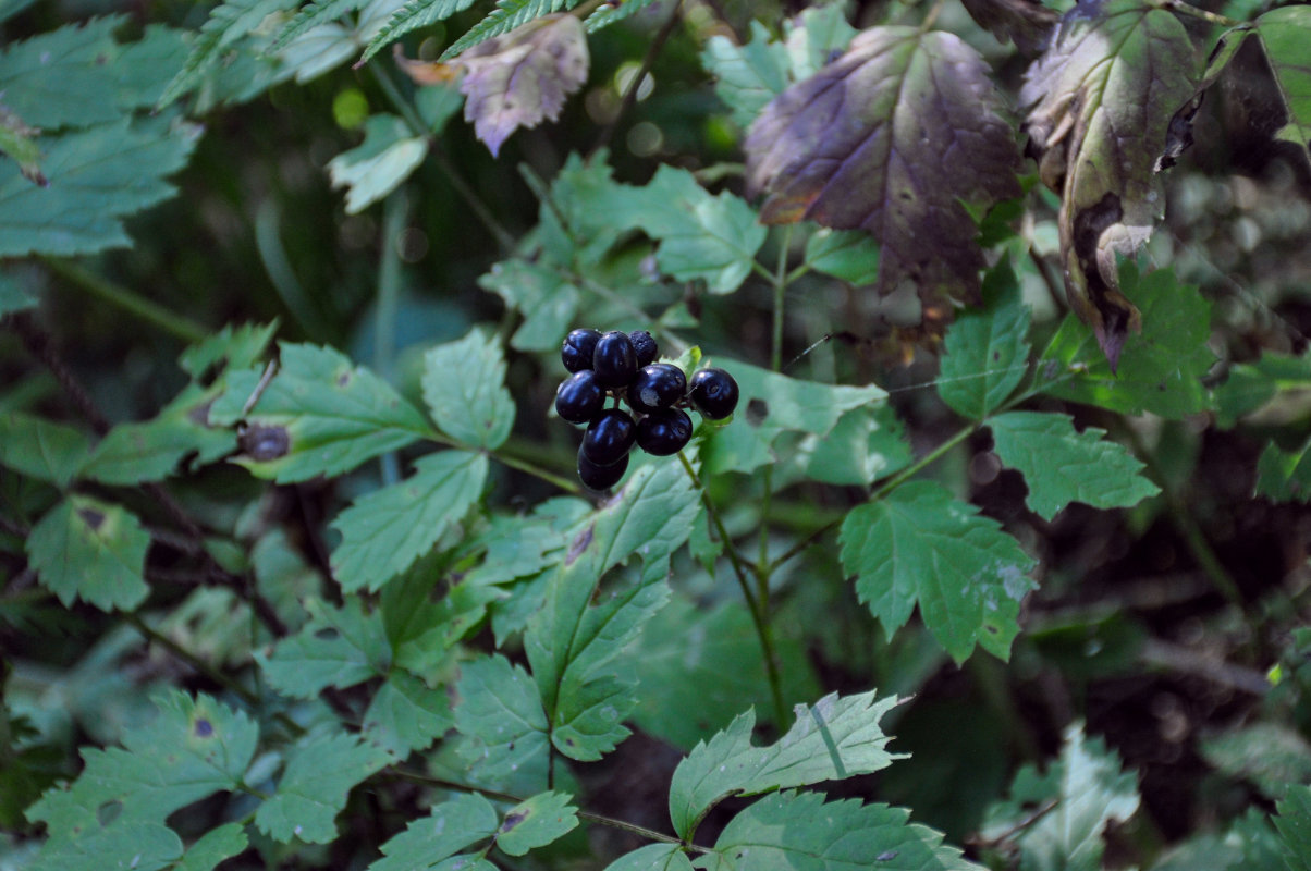 Изображение особи Actaea spicata.