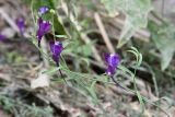 Linaria transiliensis. Побег с цветками. Казахстан, Алматинская обл., хр. Торайгыр, каньон по правому берегу р. Чарын в 3 км к с.-в. от ур. Куртогай, тенистое скалистое ущелье, берег ручья. 4 сентября 2023 г.