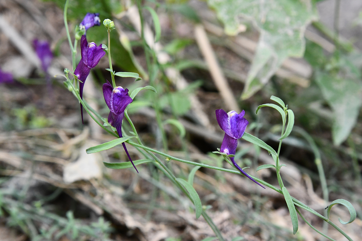 Изображение особи Linaria transiliensis.