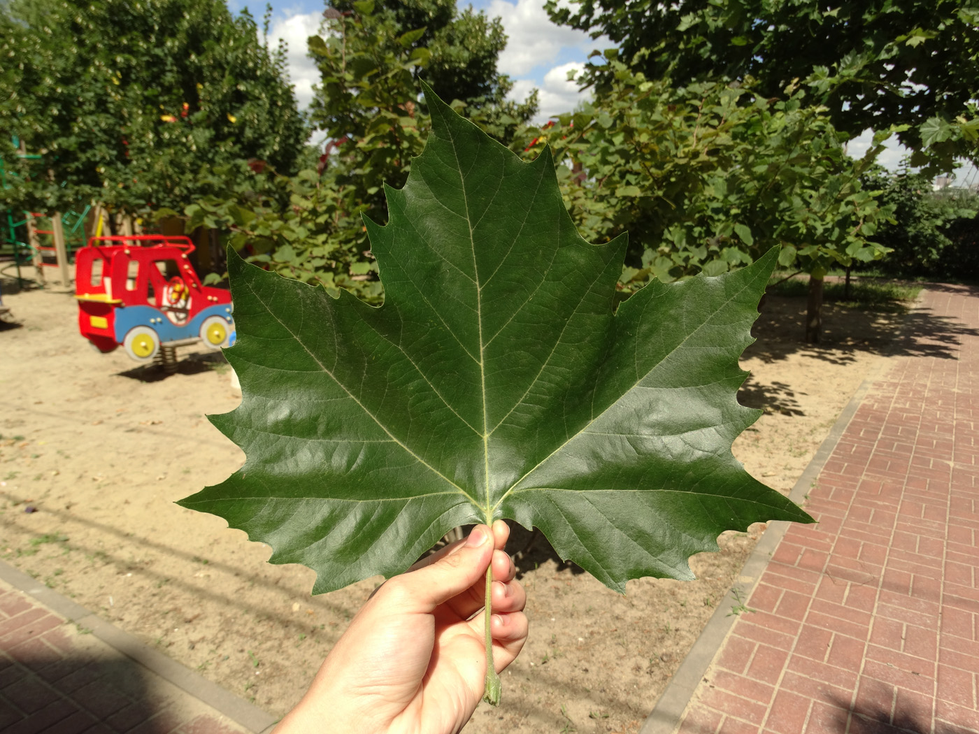 Изображение особи Platanus &times; acerifolia.