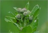 Cirsium setosum