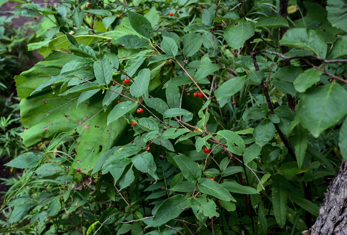 Image of Lonicera sachalinensis specimen.