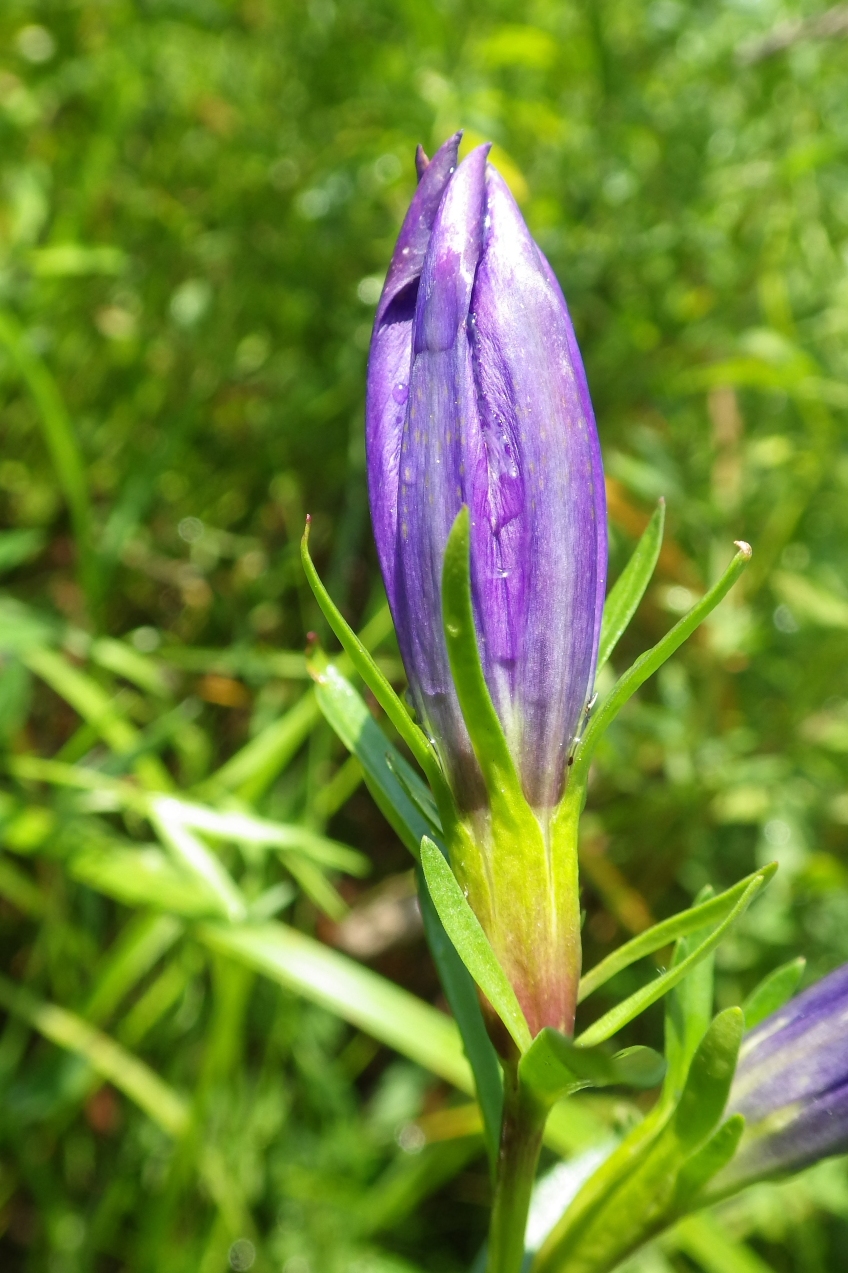 Изображение особи Gentiana pneumonanthe.