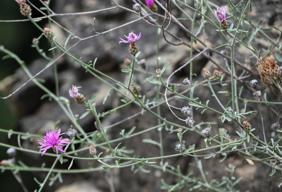 Image of Centaurea gulissaschvilii specimen.