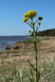 Isatis tinctoria. Верхушка цветущего растения. Ленинградская обл., Выборгский р-н, вост. берег Ермиловского залива, песчаный пляж на опушке сосняка, псаммофильное сообщество с доминированием злаков. 11.06.2023.