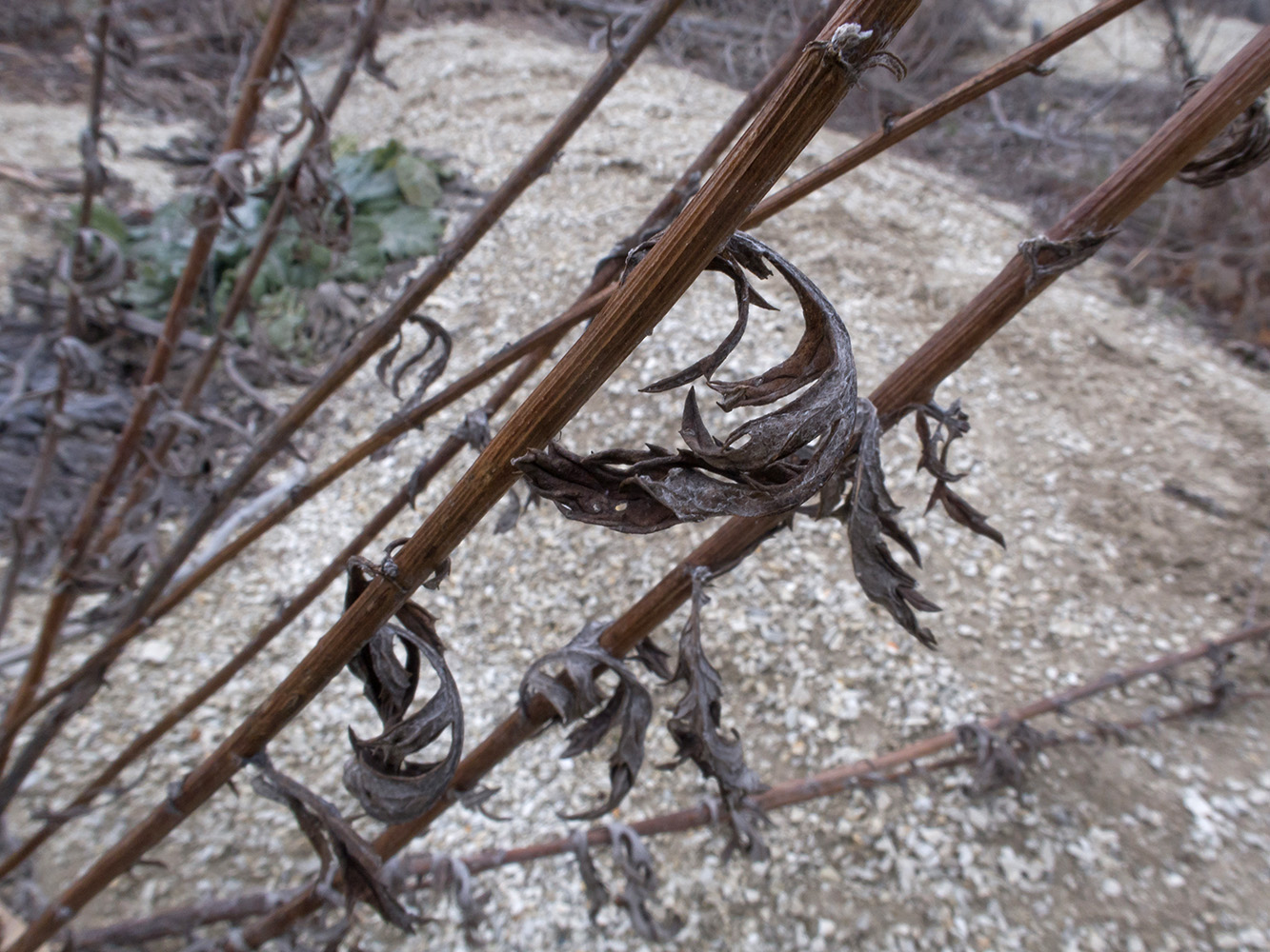 Image of Senecio grandidentatus specimen.