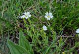 Cerastium purpurascens