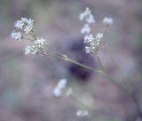 Gypsophila altissima. Часть соцветия. Пермский край, Кунгурский р-н, окр. дер. Дейково, ур. Греховская гора, обнажение гипса. 04.06.2023.