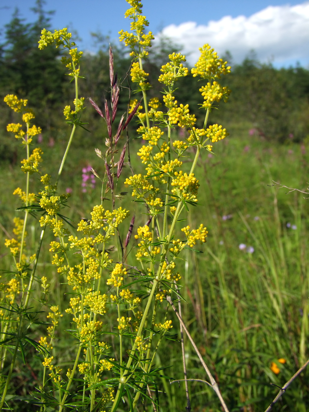 Изображение особи Galium verum.