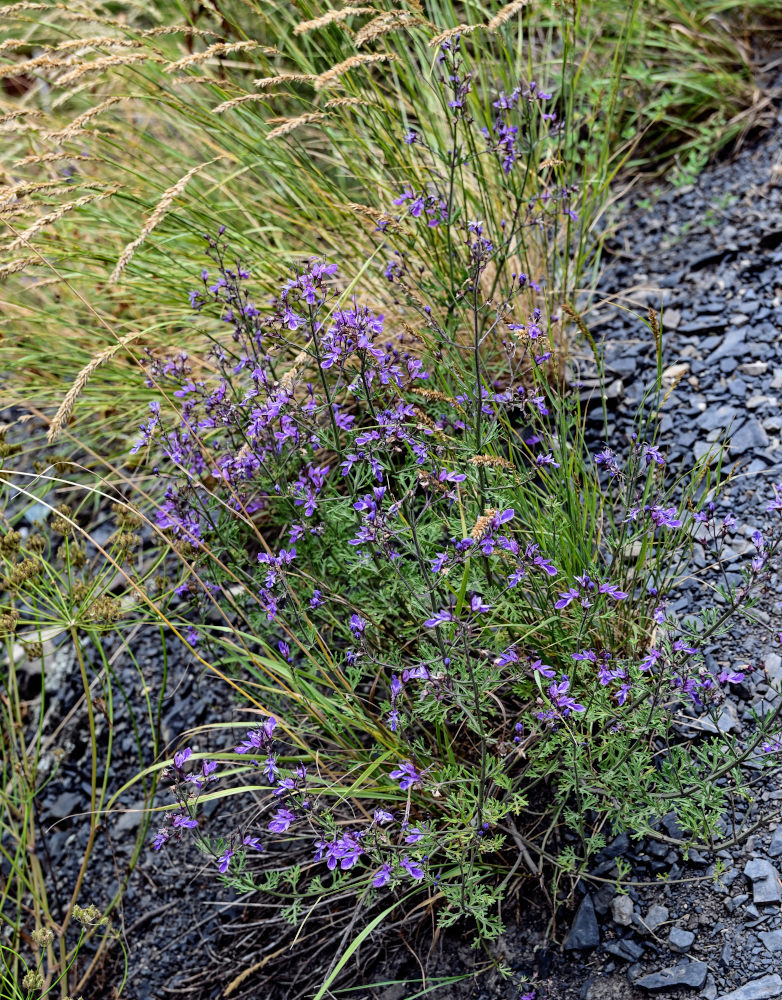 Изображение особи Teucrium orientale.