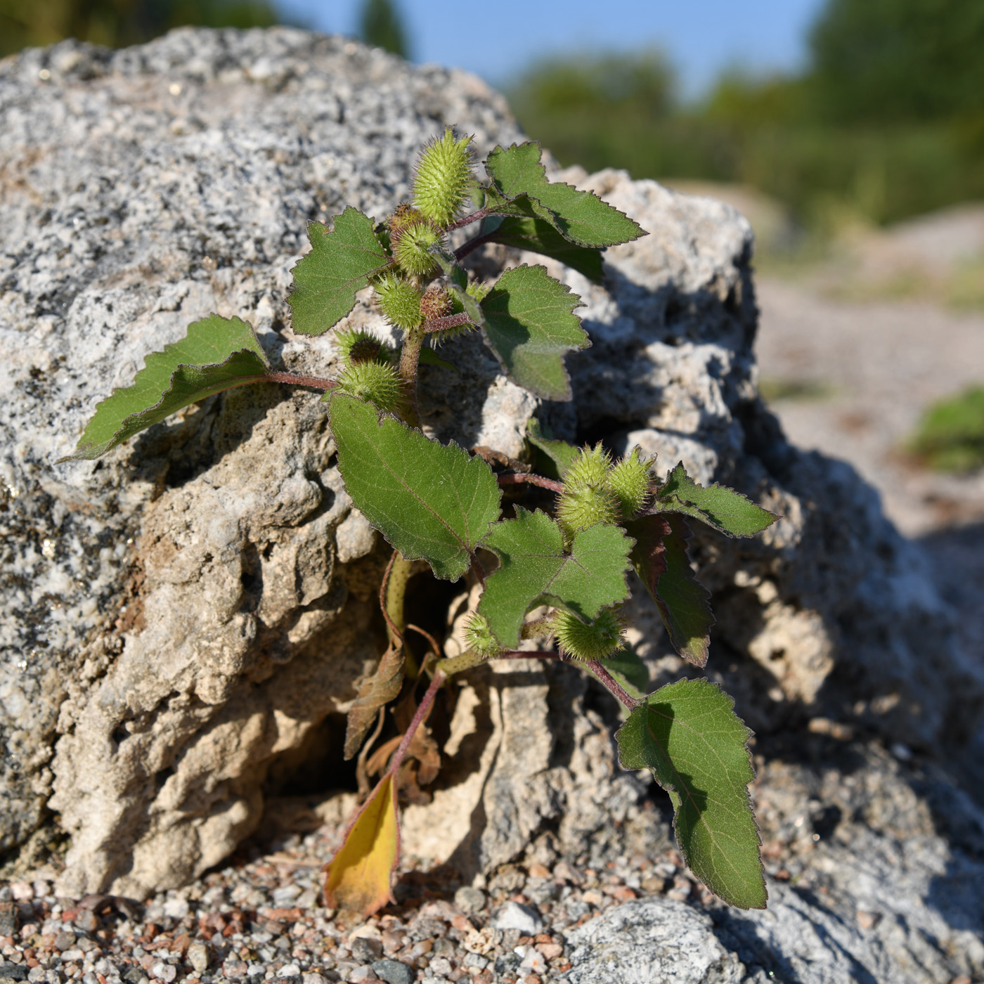 Image of Xanthium orientale specimen.