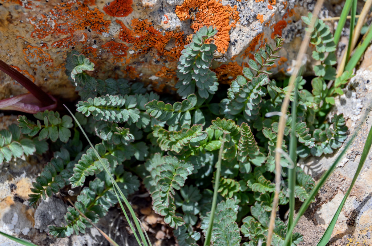 Image of Hymenolaena pimpinellifolia specimen.
