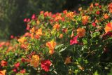 Mirabilis jalapa