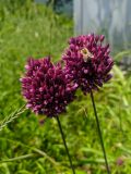 Allium rotundum. Бутонизирующие соцветия с сидящей пчелой. Краснодарский край, г/о Сочи, мкр. Хоста, окраина посёлка. 22.06.2021.