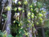 Thalictrum minus