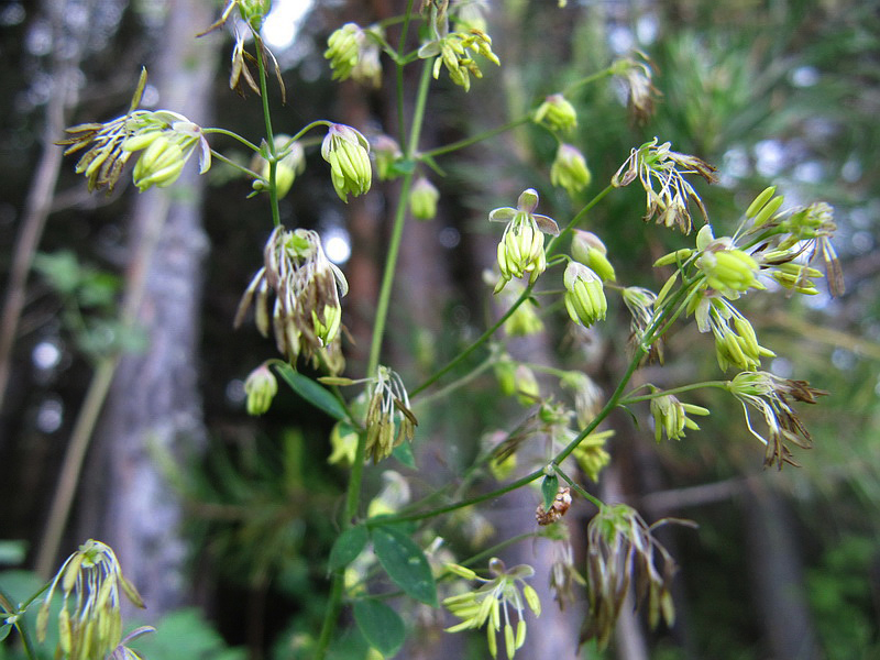 Image of Thalictrum minus specimen.