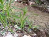 Scirpus sylvaticus
