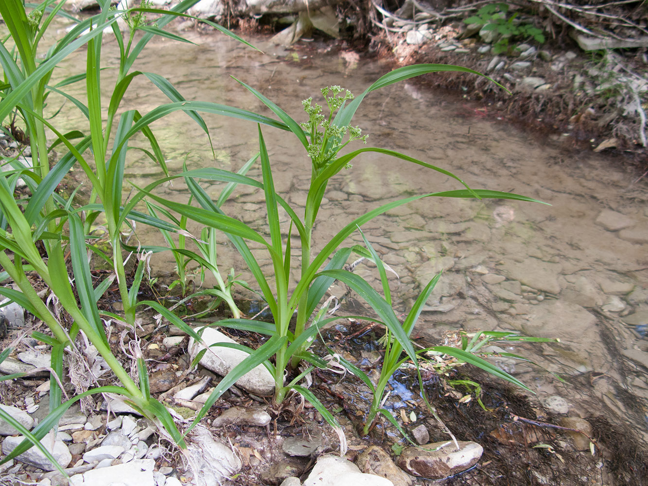 Image of Scirpus sylvaticus specimen.