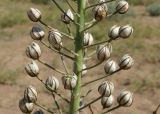 Eremurus anisopterus