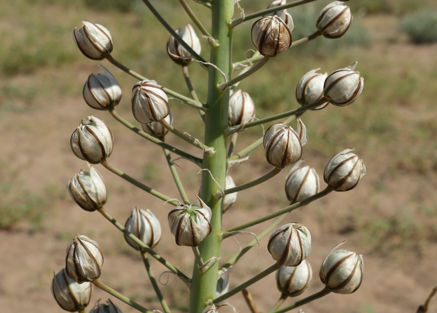 Изображение особи Eremurus anisopterus.