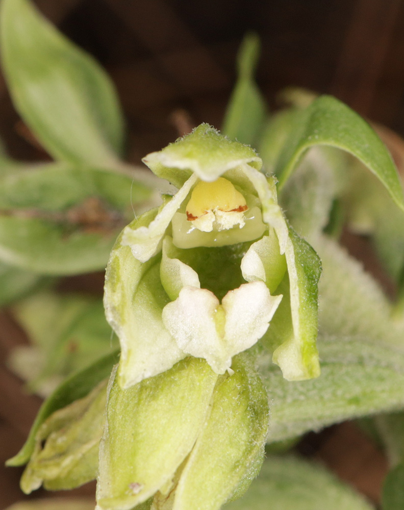 Image of Epipactis krymmontana specimen.