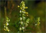 Rhinanthus aestivalis. Верхушка цветущего и плодоносящего растения. Московская обл., Раменский р-н, окр. ж.-д. платформы Хрипань, просека под ЛЭП, разнотравье. 01.07.2024.