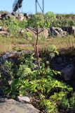 Archangelica litoralis