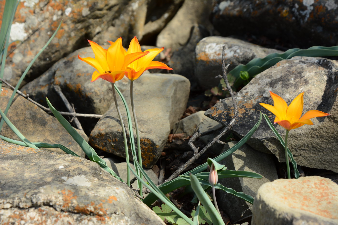 Image of genus Tulipa specimen.