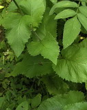Crepis sibirica