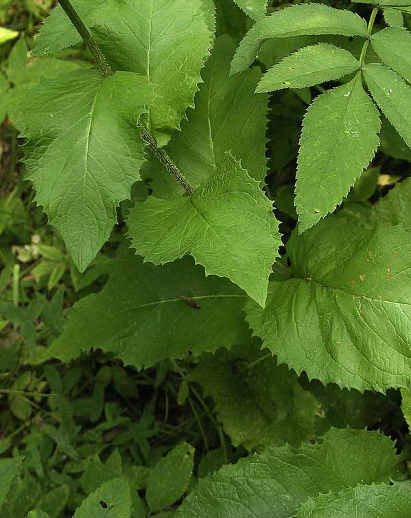 Изображение особи Crepis sibirica.