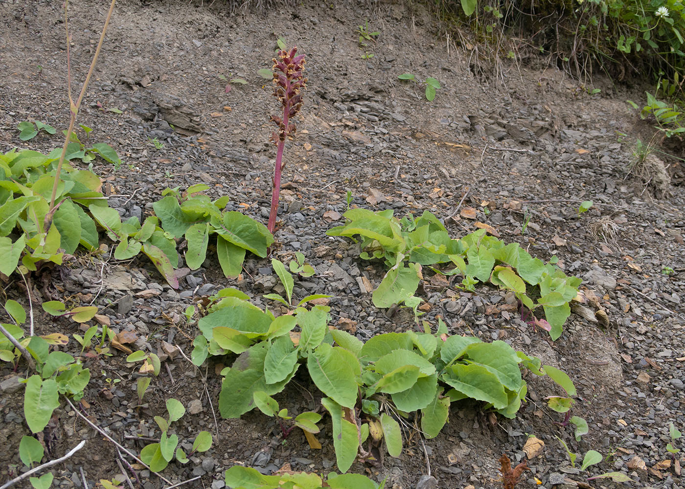 Image of Orobanche campanulae specimen.