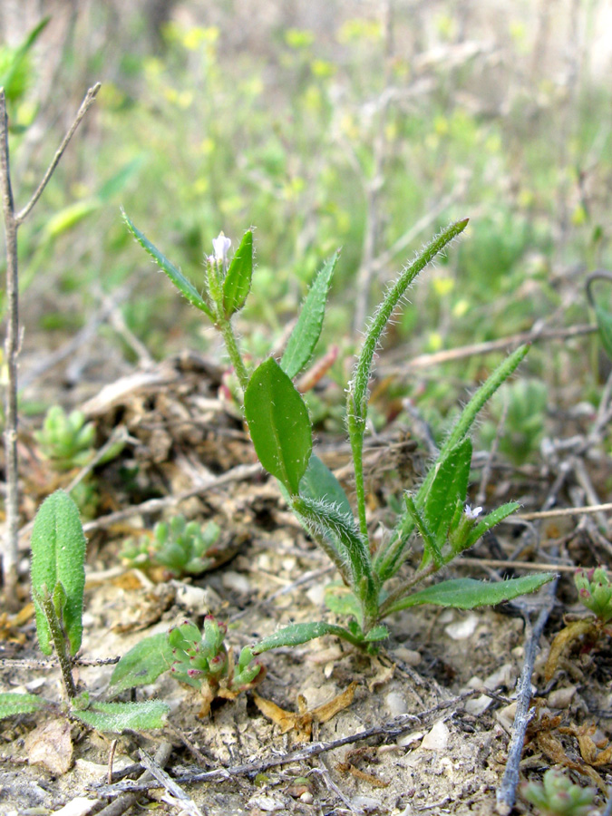 Изображение особи Strigosella hispida.