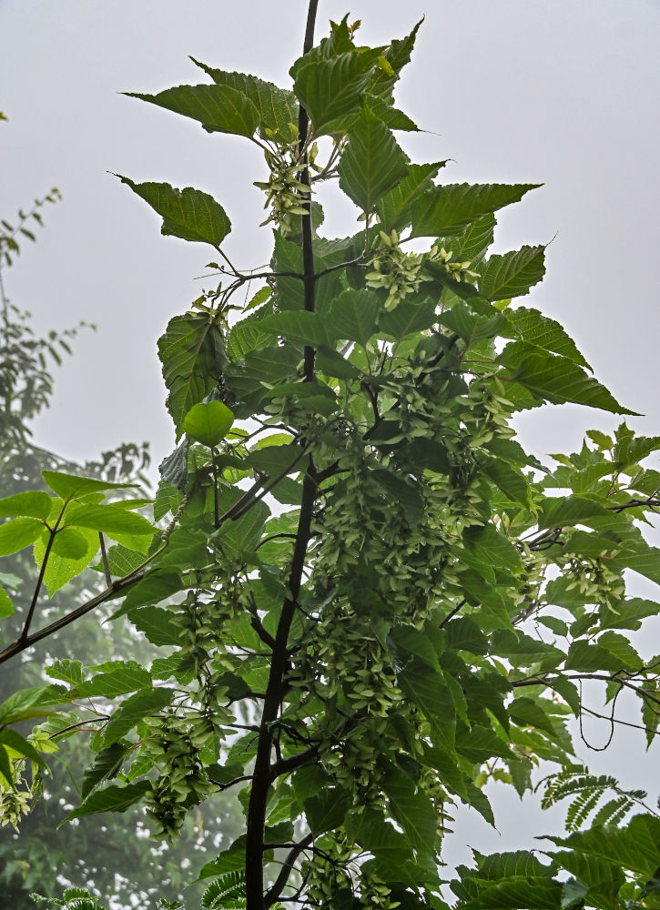 Image of Acer davidii specimen.