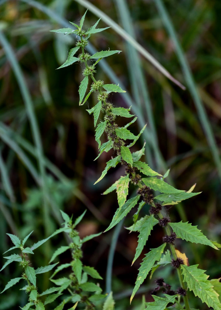 Image of Lycopus europaeus specimen.