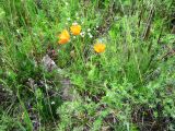 Papaver rubro-aurantiacum