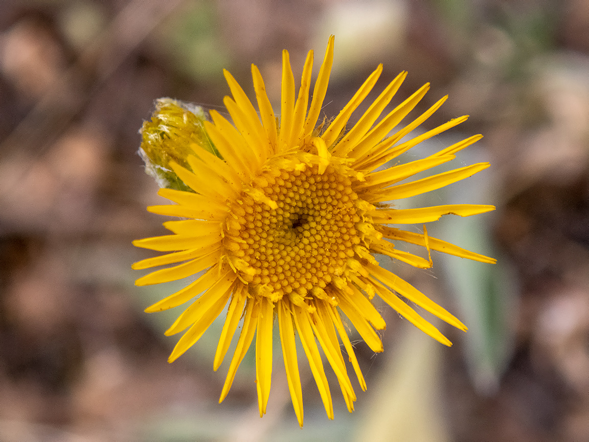 Изображение особи Inula oculus-christi.