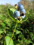Chylocalyx perfoliatus