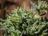 Cardaria draba